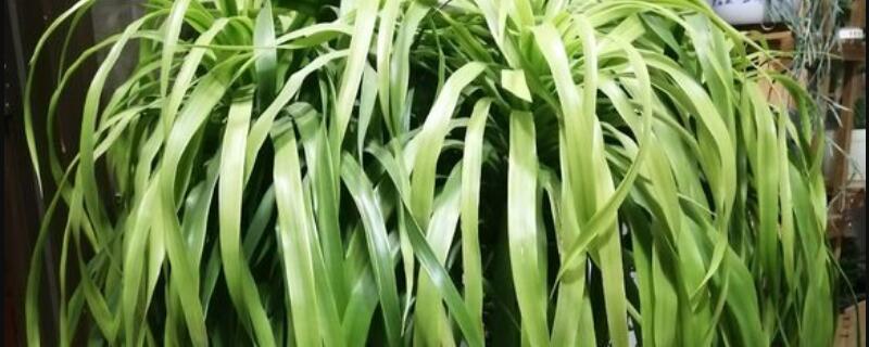 海南龙血树养护方法