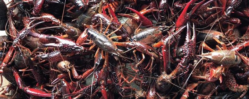龙虾一年能长多大