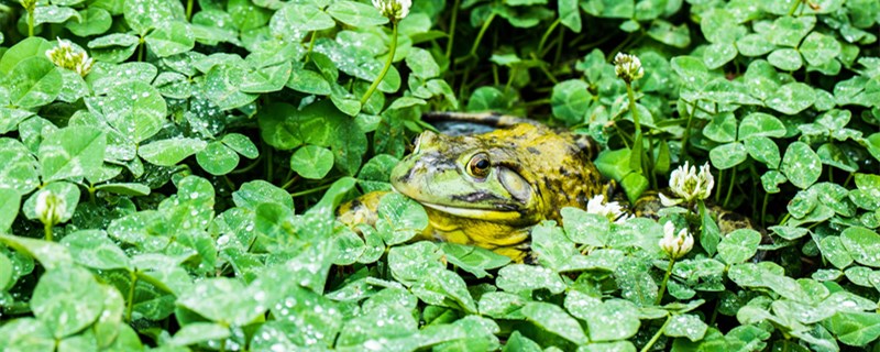 牛蛙喜欢吃什么食物