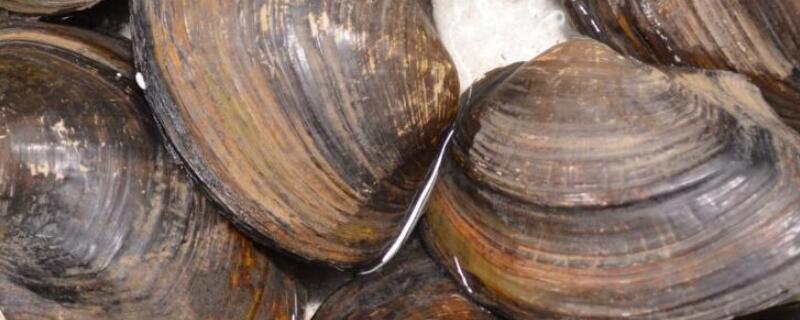 河蚌怎么繁殖