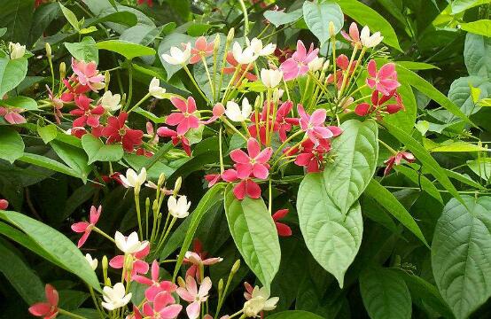 使君子花怎么吃 使君子花的食用方法