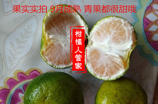 大分4号蜜桔缺点