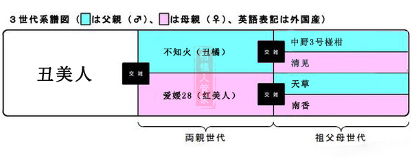 丑美人品种简介