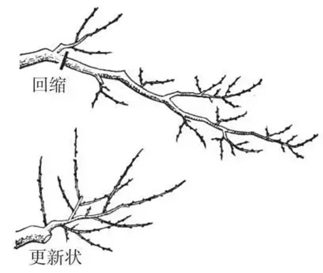 柑橘回缩修剪方法详解