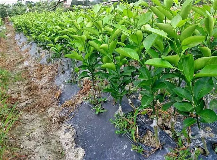 晚熟柑橘的栽植时间，什么时候栽植最好?