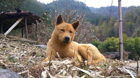 养土狗赚钱吗？土狗养殖成本、利润及前景