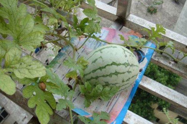 阳台种西瓜种植方法