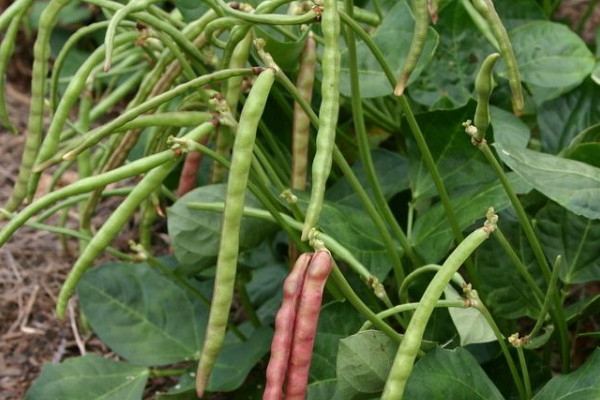 豆角怎样种植才能高产