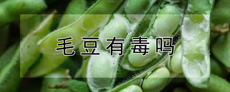 毛豆有毒吗