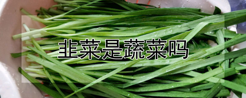 韭菜是蔬菜吗