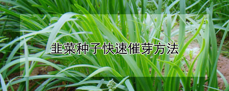 韭菜种子快速催芽方法