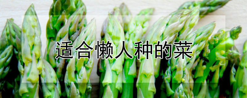 适合懒人种的菜