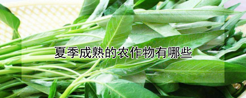 夏季成熟的农作物有哪些