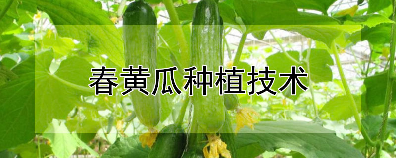 春黄瓜种植技术