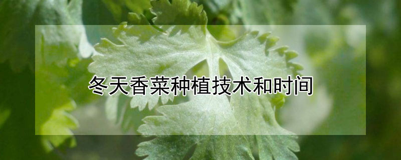 冬天香菜种植技术和时间