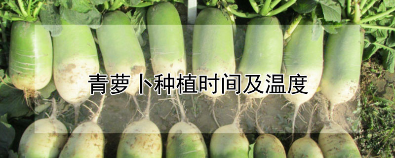 青萝卜种植时间及温度