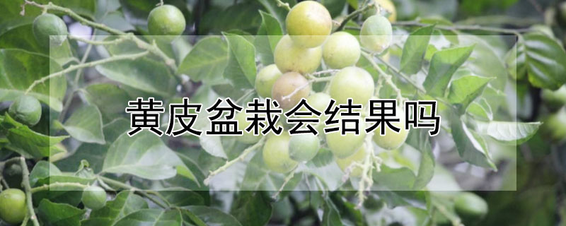 黄皮盆栽会结果吗