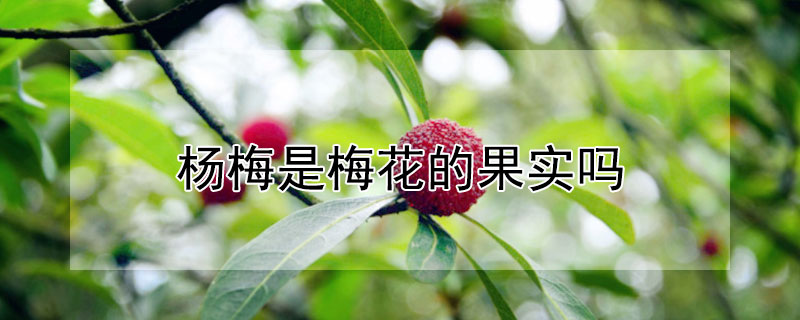 杨梅是梅花的果实吗