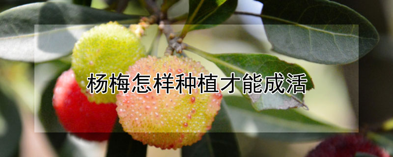 杨梅怎样种植才能成活