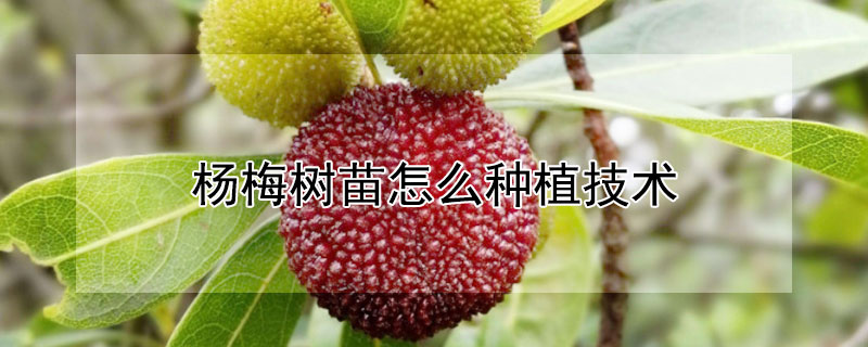 杨梅树苗哪里有批发