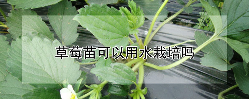 草莓苗可以用水栽培吗