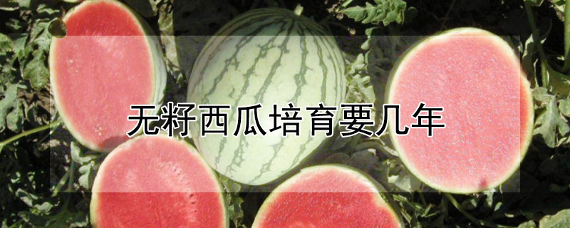 无籽西瓜培育要几年