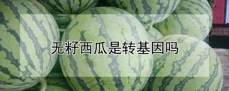 无籽西瓜是转基因吗