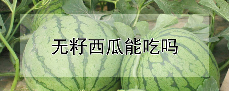 无籽西瓜能吃吗