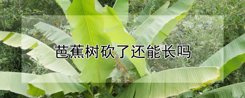 芭蕉树砍了还能长吗