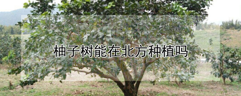 柚子树能在北方种植吗