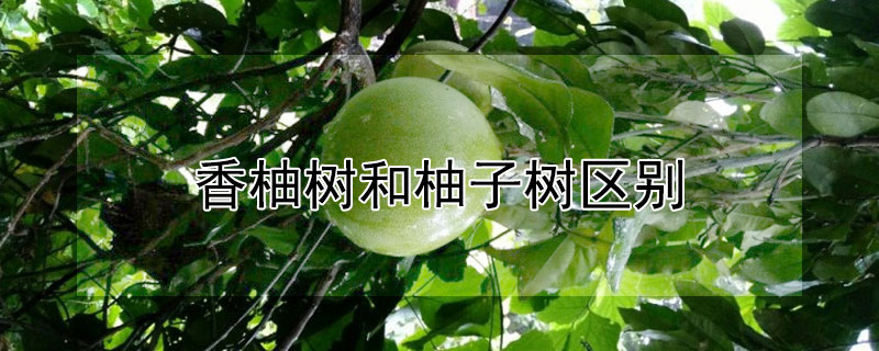 香柚树和柚子树区别