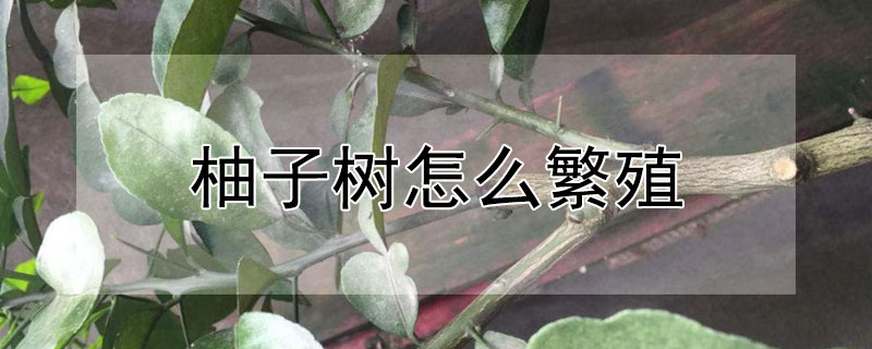 柚子树怎么繁殖