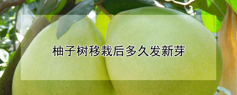 柚子树移栽后多久发新芽