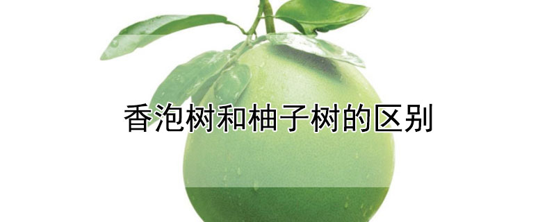 香泡树和柚子树的区别