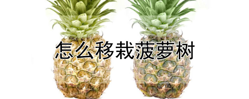 怎么移栽菠萝树