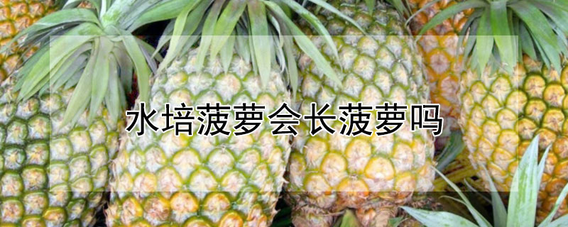 水培菠萝会长菠萝吗