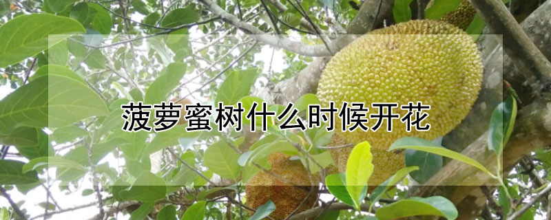 菠萝蜜树什么时候开花