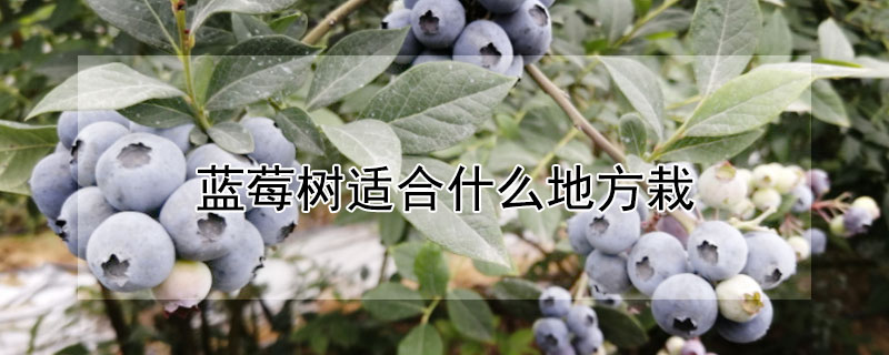 蓝莓树适合什么地方栽