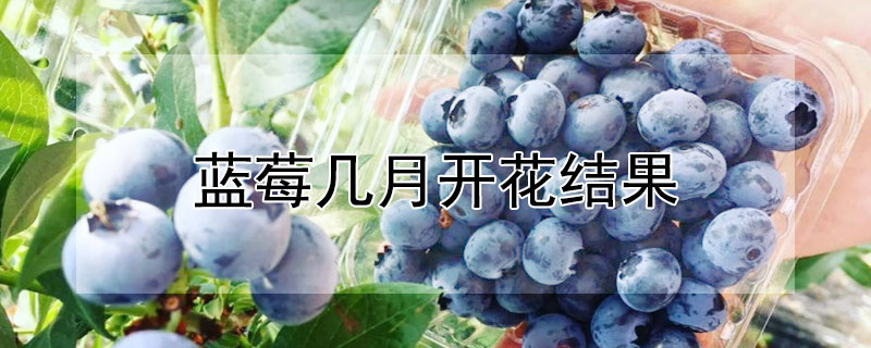 蓝莓几月开花结果