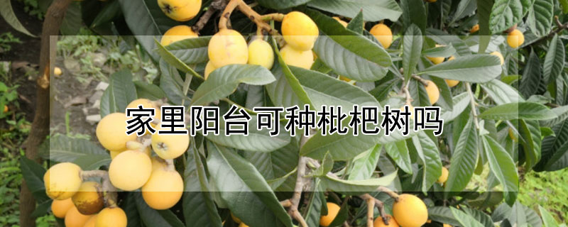 家里阳台可种枇杷树吗