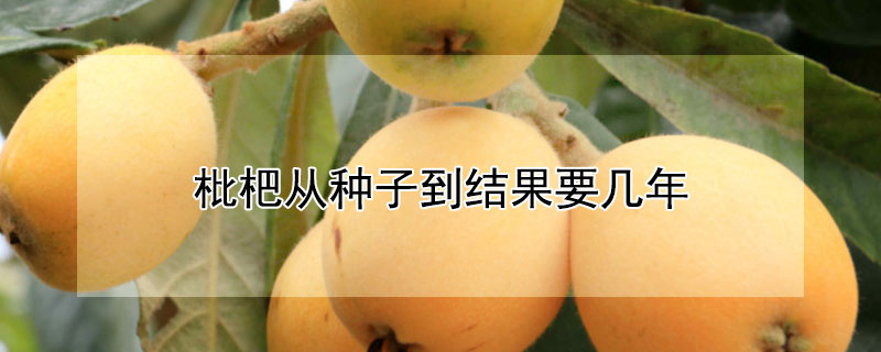 枇杷苗什么时候种最好
