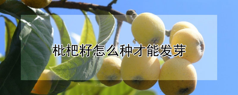 枇杷籽怎么种才能发芽