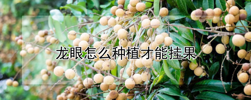 龙眼怎么种植才能挂果