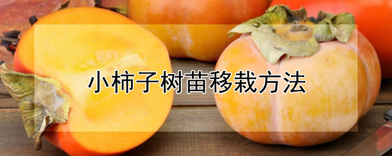 小柿子树苗移栽方法