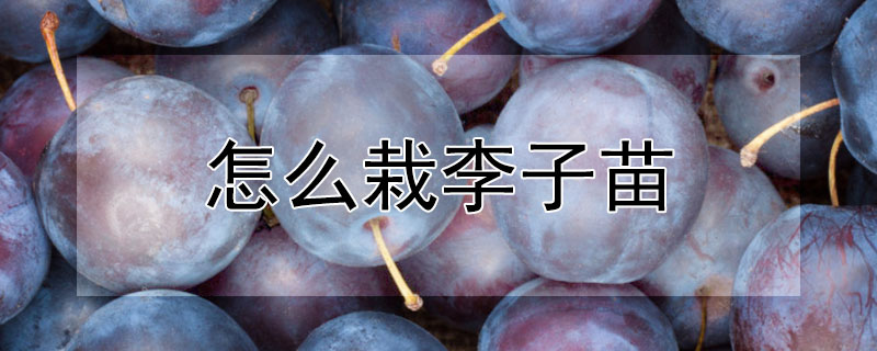 红李子怎么种植视频讲解