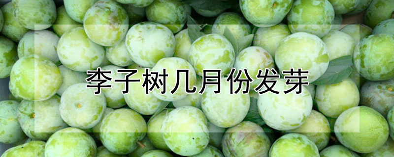 李子树几月份发芽