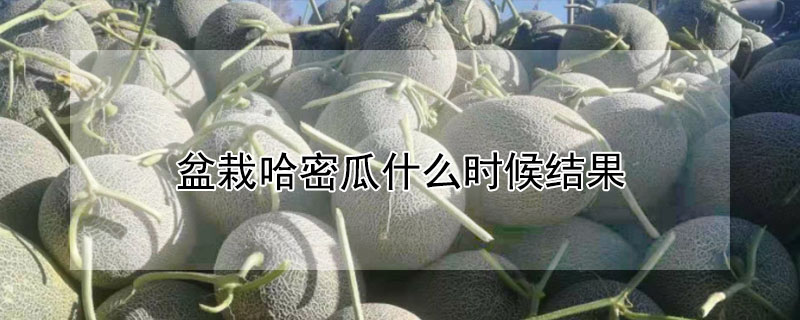 盆栽哈密瓜什么时候结果