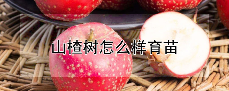 山楂树怎么样育苗