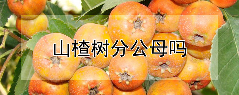 山楂树分公母吗