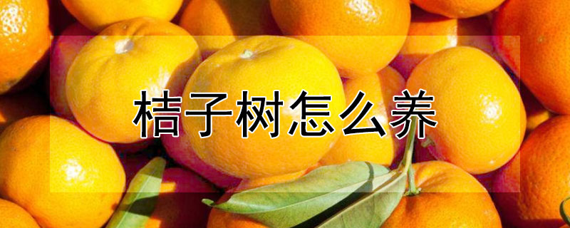 桔子树怎么养